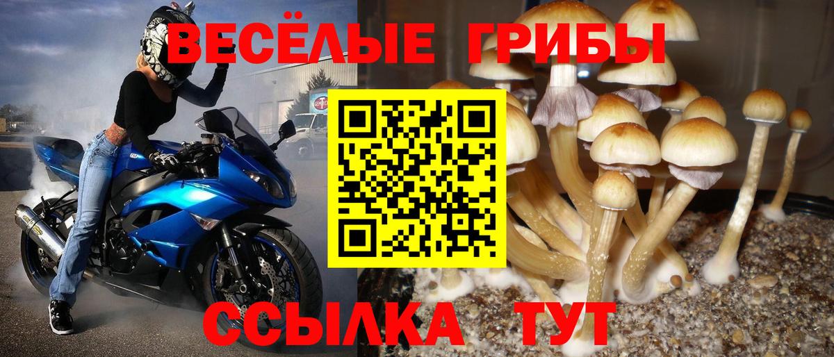 Галлюциногенные грибы Psilocybine cubensis Ирбит